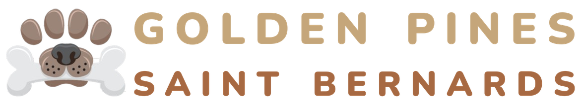 Golden Pines Saint Bernards