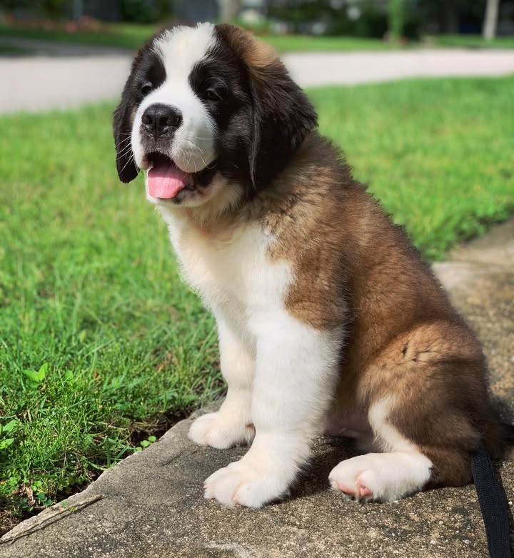 Saint Bernard puppy from Snow Peak
