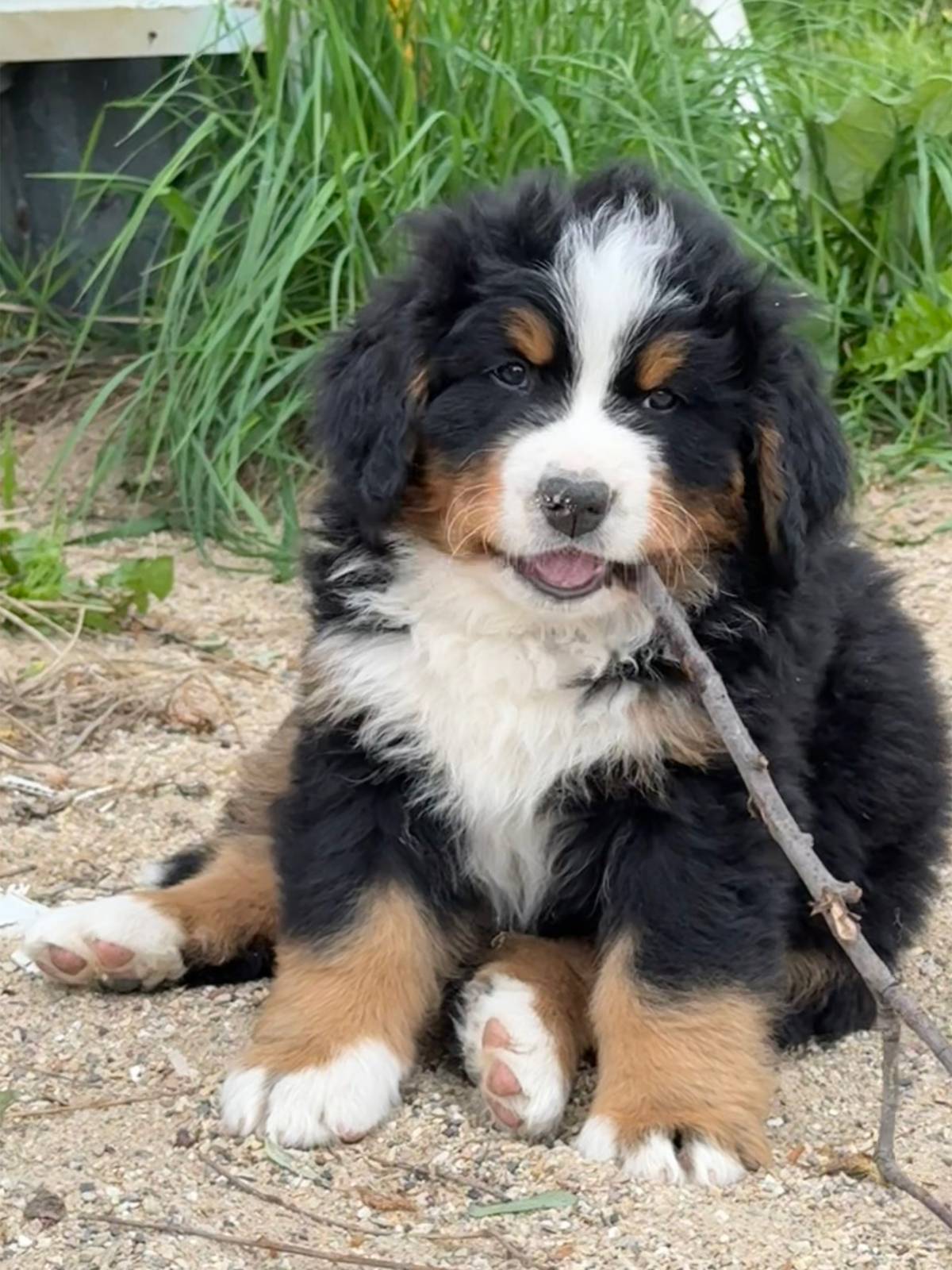Female Saint Bernard puppy